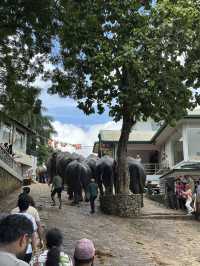 ピンナワラのゾウの孤児院