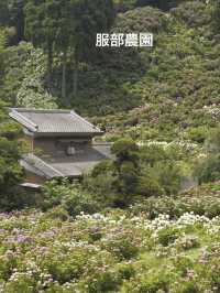 千葉のオススメ　お花スポット2選