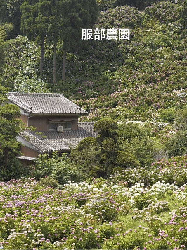 千葉のオススメ　お花スポット2選