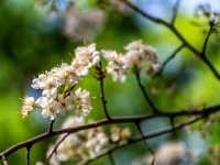 Spring Stirs in the City – Mayfield Park in Bloom