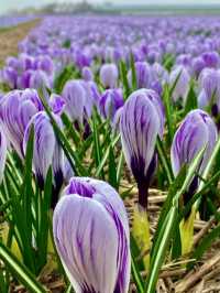 Spring in 't Zand, Schagen: A Hidden Gem in Bloom ❤️