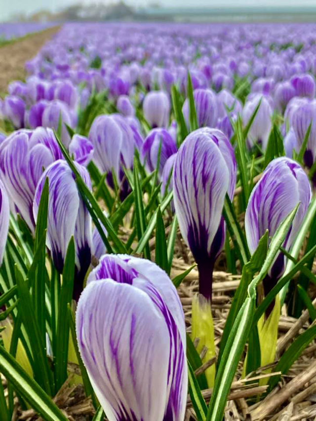 Spring in 't Zand, Schagen: A Hidden Gem in Bloom ❤️