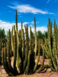 Desert Botanical Garden – Nature’s Art in the Arizona Sun