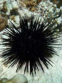 自然の恵みが息づくシミラン諸島。透明な海と多様な生態系を体験できる理想的な旅先です。