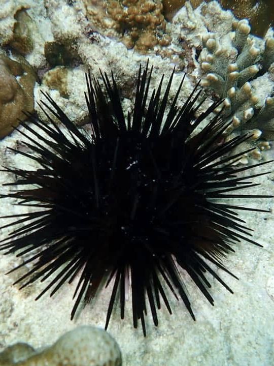 自然の恵みが息づくシミラン諸島。透明な海と多様な生態系を体験できる理想的な旅先です。