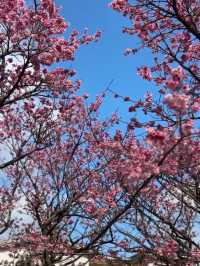 台北｜陽明山國家公園
