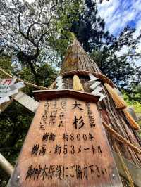 京都｜800年歷史53公尺高大杉木 由岐神社的鎮邪傳說
