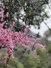The spring in Faxi Pagoda
