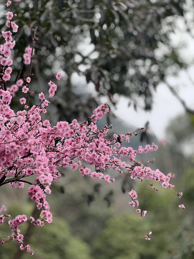 The spring in Faxi Pagoda