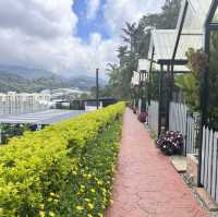Cameron highlands