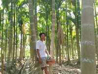 A Trip to a Betel Nut Farm