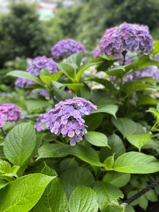 🏯【神奈川・長谷寺】四季を感じる花の名刹で、鎌倉時間をゆったりと