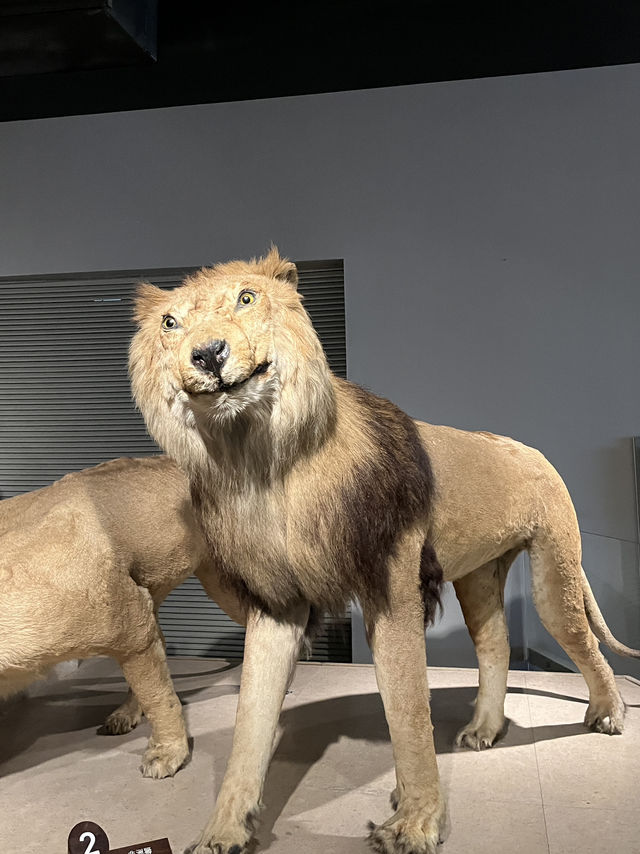 Shanghai Natural History Museum 🦁🦖🦕