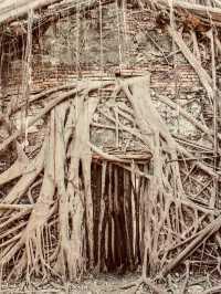 🌳🏰 Anping Treehouse: Tainan’s Enchanting Ruin Reclaimed by Nature