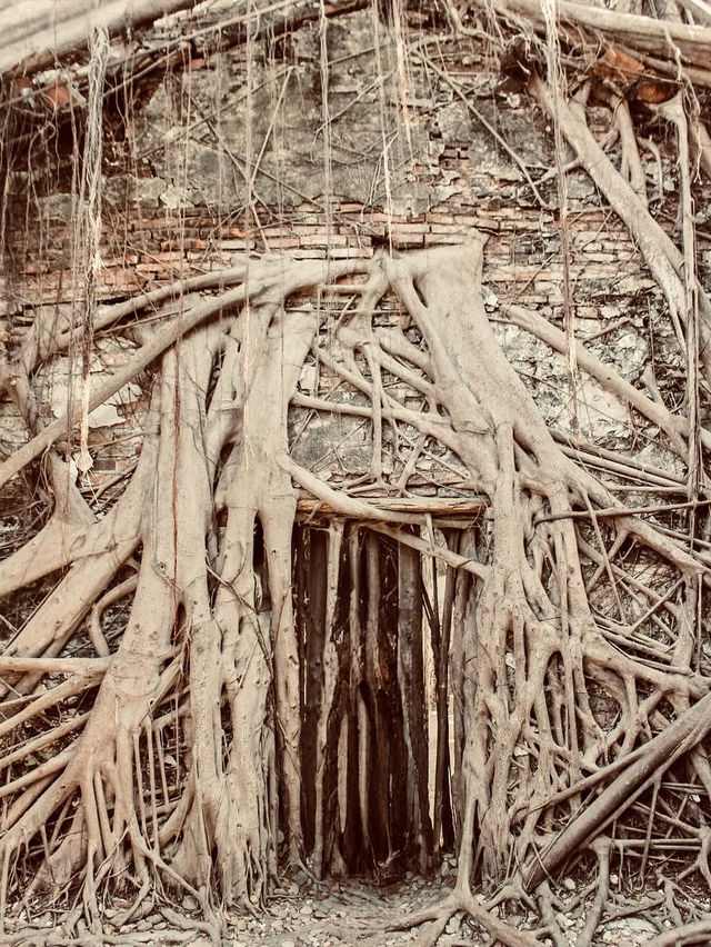 🌳🏰 Anping Treehouse: Tainan’s Enchanting Ruin Reclaimed by Nature