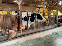 Family Fun and Fresh Milk at Rakunoh Mother’s Aso Milk Bokujo