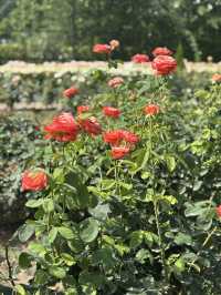 花に癒される！季節の花畑͛💠有名な観光地は？