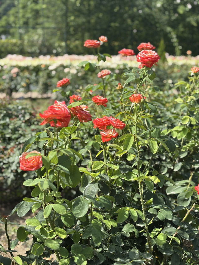 花に癒される！季節の花畑͛💠有名な観光地は？