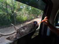 Safari Park Kanchanaburi | ซาฟารีปาร์ค กาญจนบุรี