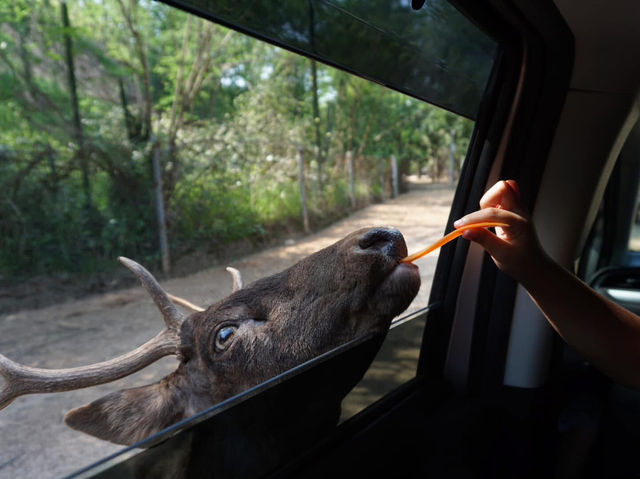 Safari Park Kanchanaburi | ซาฟารีปาร์ค กาญจนบุรี