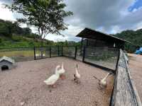 🌱 Talula Hill Farm Resort – A Refreshing Farm‑Stay Escape in Kluang