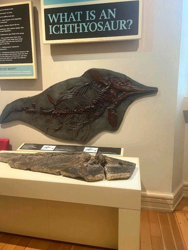 Leicester Museum and Art Gallery