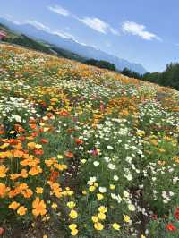 北海道 美瑛（四季彩之丘）（白金青池）（白鬚瀑布）、富良野（富田農場）