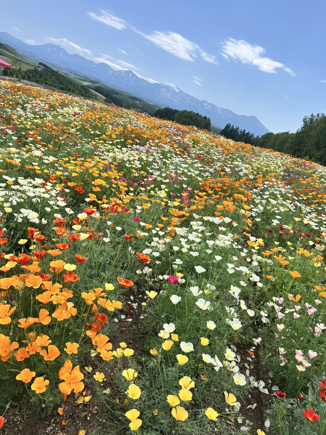 北海道 美瑛（四季彩之丘）（白金青池）（白鬚瀑布）、富良野（富田農場）