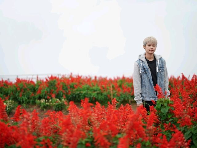 สวนดอกได้ยิ่งยง เชียงใหม่