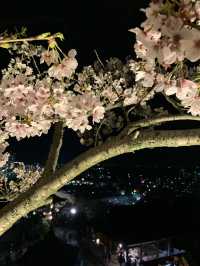 【滋賀🇯🇵】大津で楽しむ三井寺の夜桜