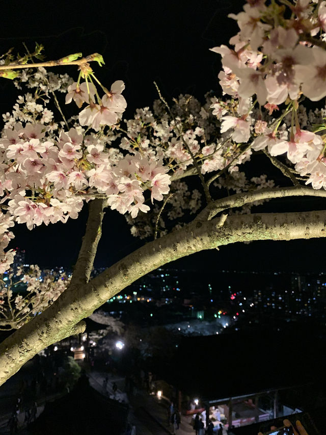 【滋賀🇯🇵】大津で楽しむ三井寺の夜桜