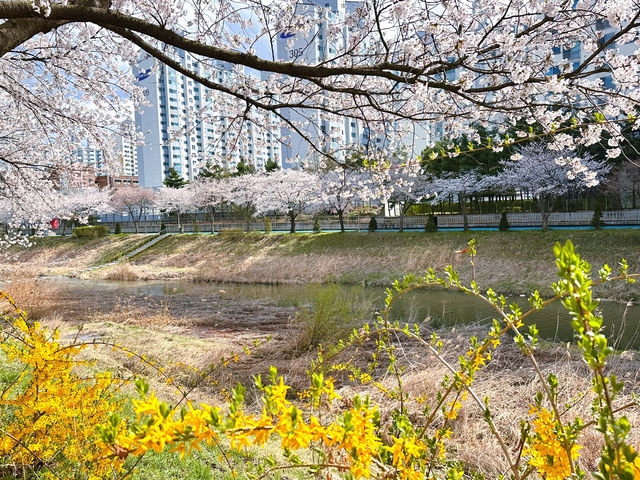 김포 인기 벚꽃 명소 계양천 벚꽃길