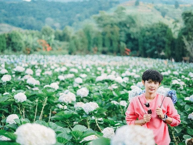 ทุ่งดอกไฮเดรนเยีย ขุนแปะ