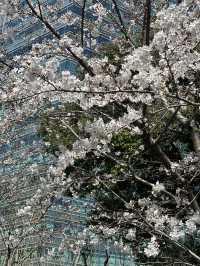 Spring in front of largest starbucsk in shanghai