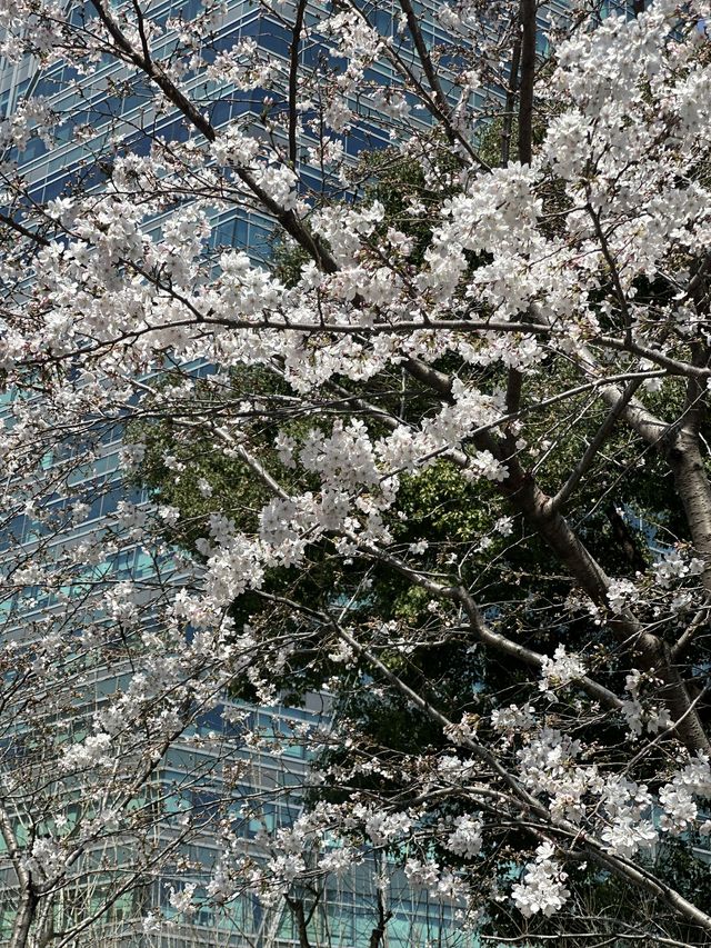 Spring in front of largest starbucsk in shanghai