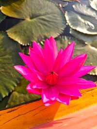 ล่องเรือทะเลน้อย