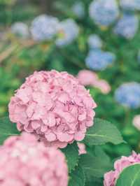 都内とは思えない圧巻の紫陽花が綺麗な穴場スポット
