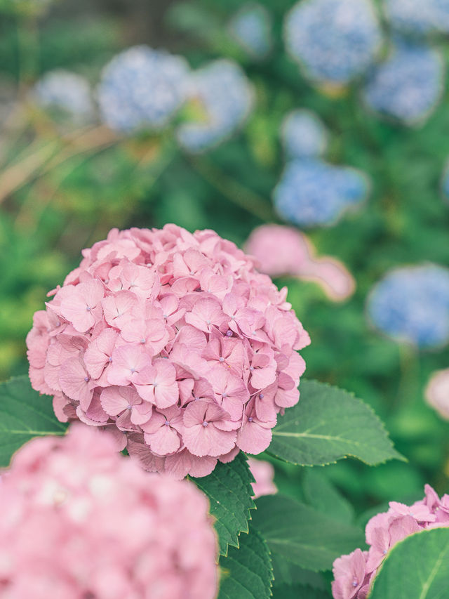 都内とは思えない圧巻の紫陽花が綺麗な穴場スポット