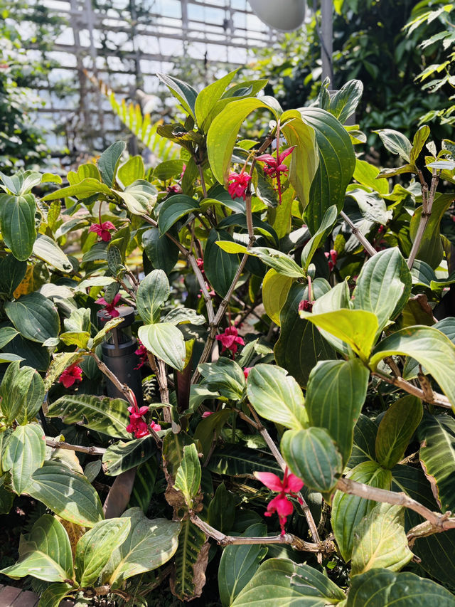 神代植物公園🇯🇵の大温室でサボテン鑑賞🌵⟡.·