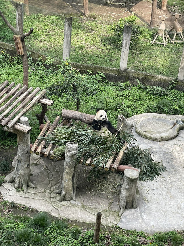 충칭 동물원으로 자이언트 판다 보러가기 