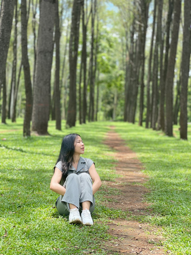 จุดที่ต้องแวะถ่ายรูปเมื่อมาเชียงใหม่  สวนสนแม่แตง