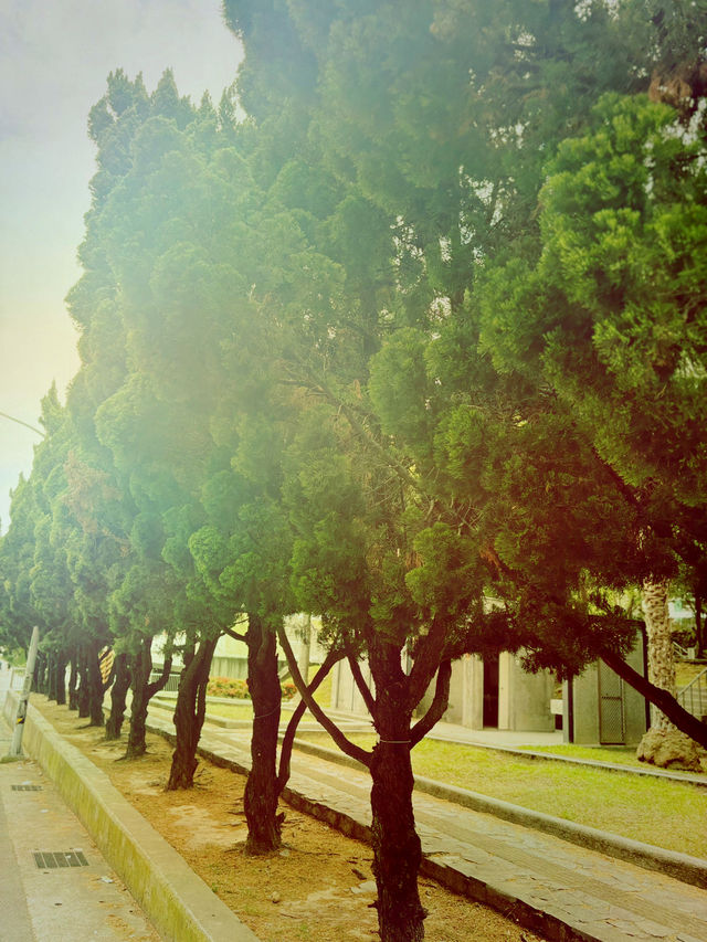 桃園忠義公園介紹 🌳