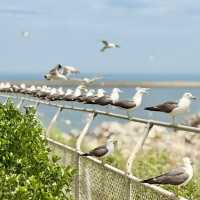 Feathered Spirits & Ocean Whispers: A Summer Pilgrimage to Kabushima Shrine