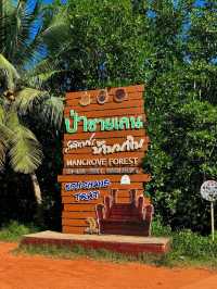 Mangroves, Boardwalks & Jungle