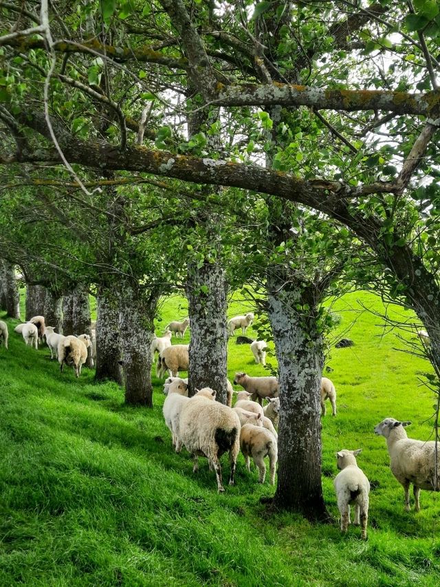 ไปหาน้องแกะที่ Ambury Farm Regional Park📍🐑