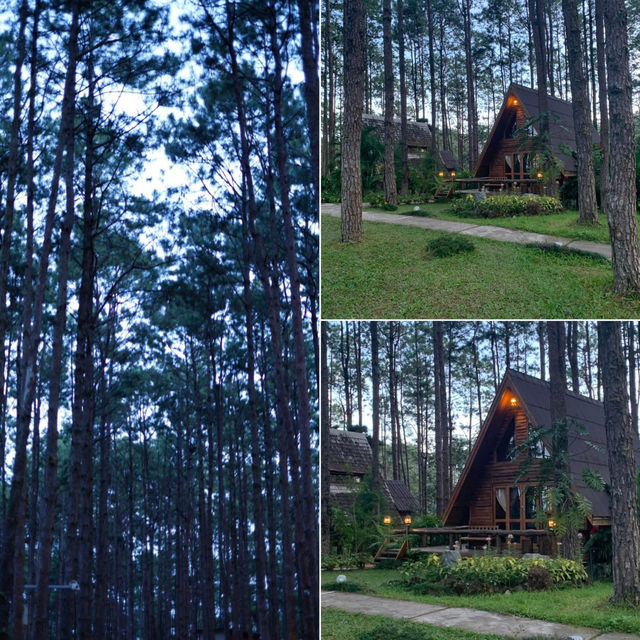 สวนป่าดอยบ่อหลวง องค์การอุตสาหกรรมป่าไม้