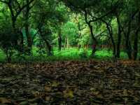National Botanical Garden, Dhaka: A Calm Green Escape 