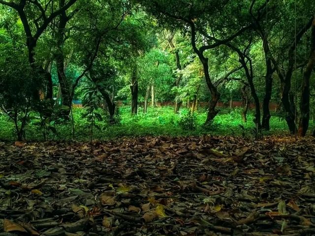 National Botanical Garden, Dhaka: A Calm Green Escape 