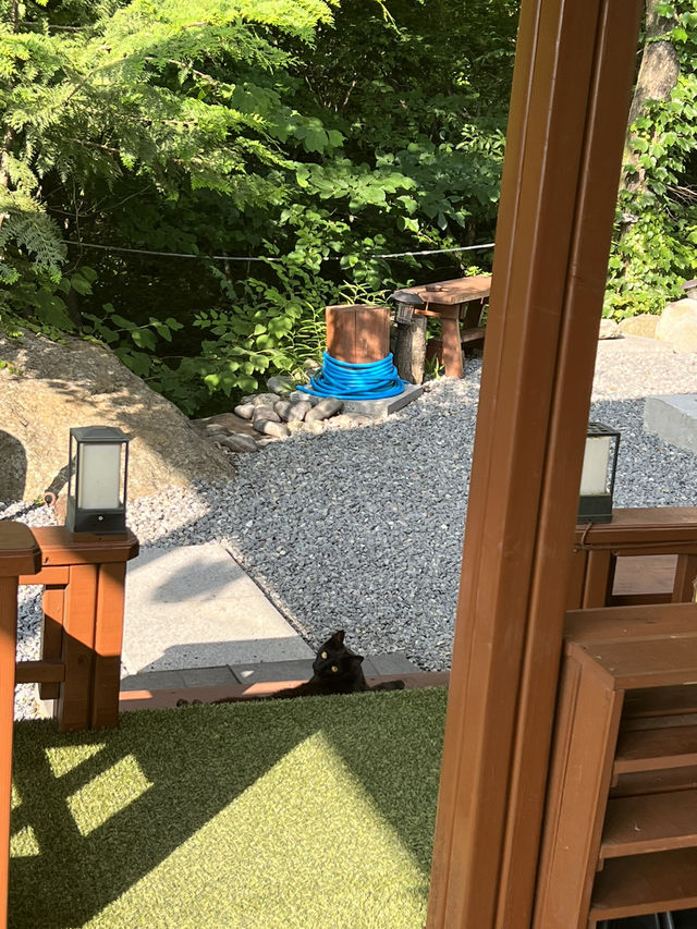 🌿 숲과 계곡 사이, 단양 숨하우스에서 머문 시간🕯️