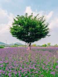 🇰🇷 Trip Review | Siheung Gaetgol Eco Park — Where the Sky Has No Ceiling 🌾
